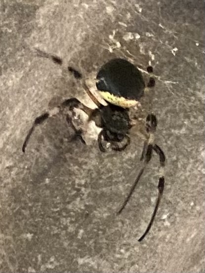 African Hermit Spider from Reserva Biológica de Augusto Ruschi Santa