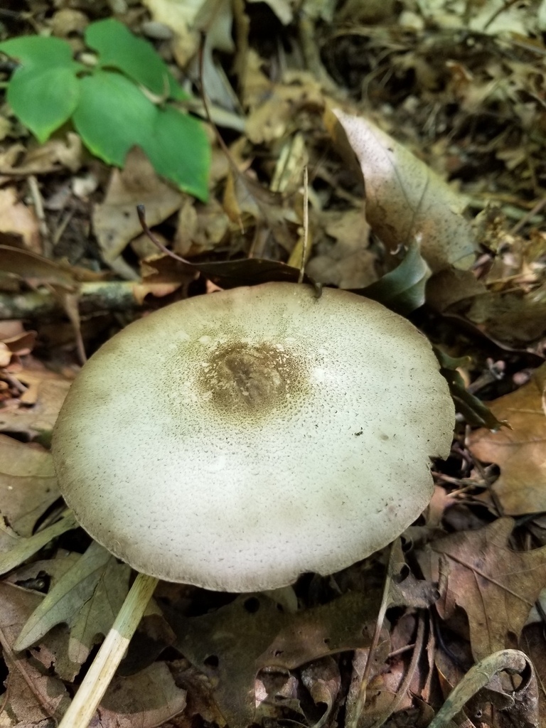 Agaricus Leptocaulis From County Road 100 North West Lafayette