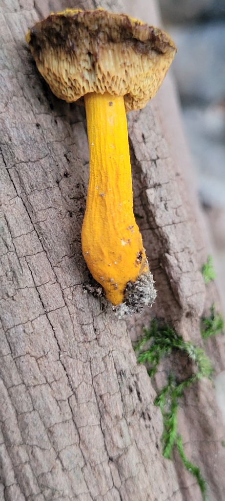 Flaming Gold Bolete From Charles County MD USA On September 03 2022