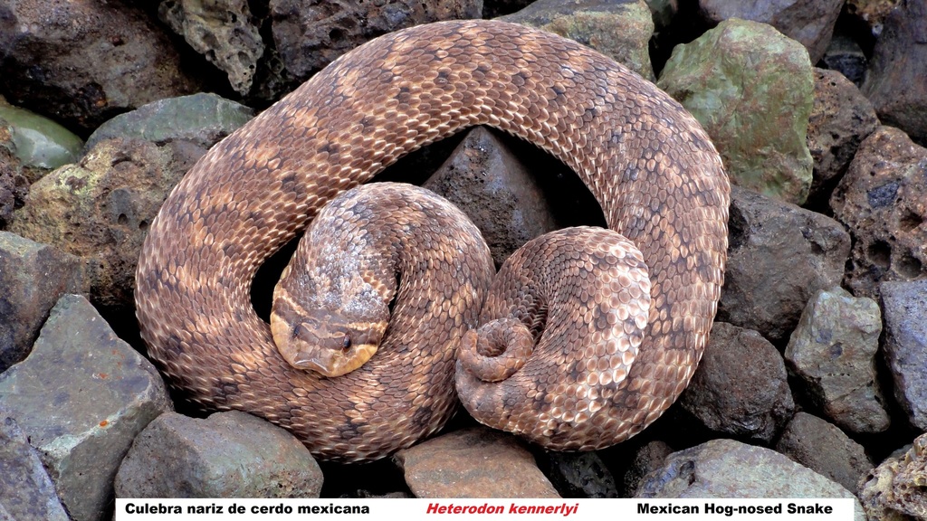 Mexican Hognose Snake From Ca Itas De Felipe Pescador Zacatecas