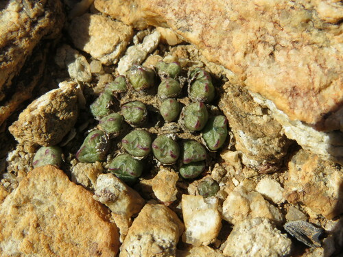 Conophytum Tantillum Inaturalist