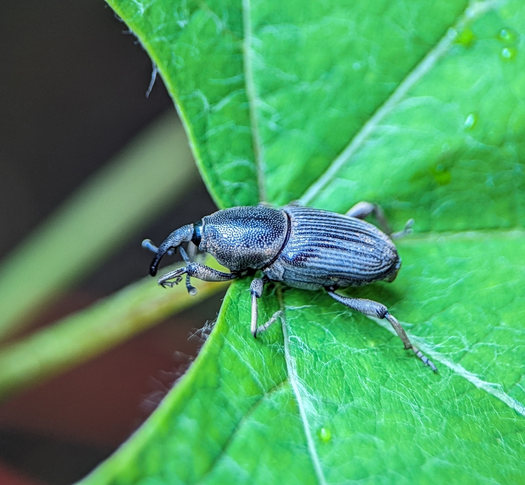 Banana root borer from Condomínio Agrícola Privê Lucena Roriz Mod 4