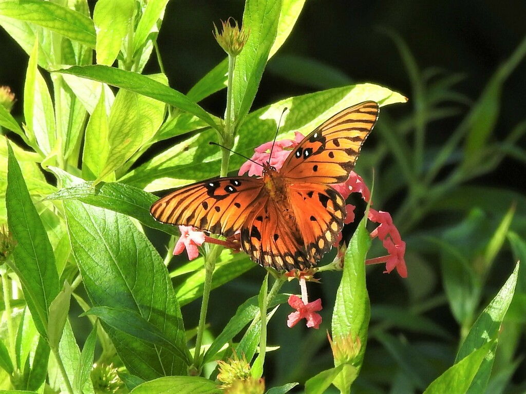 Gulf Fritillary From Mounts Botanical Garden West Palm Beach Fl