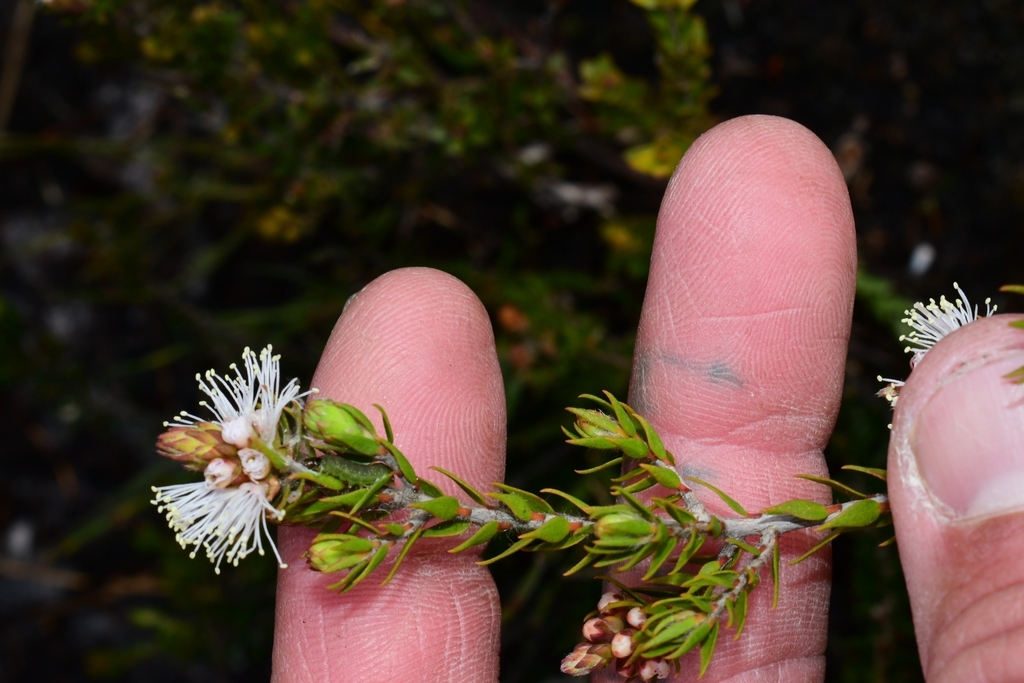 Swamp Honey Myrtle In December 2022 By Joey Santore INaturalist