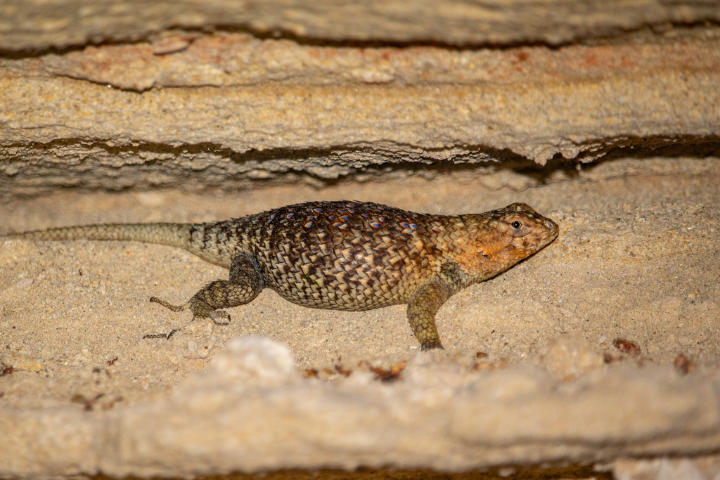 Granite Spiny Lizard From La Paz B C S M Xico On October At