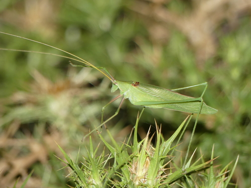 Italian Long Legged Bush Cricket Acrometopa Italica INaturalist