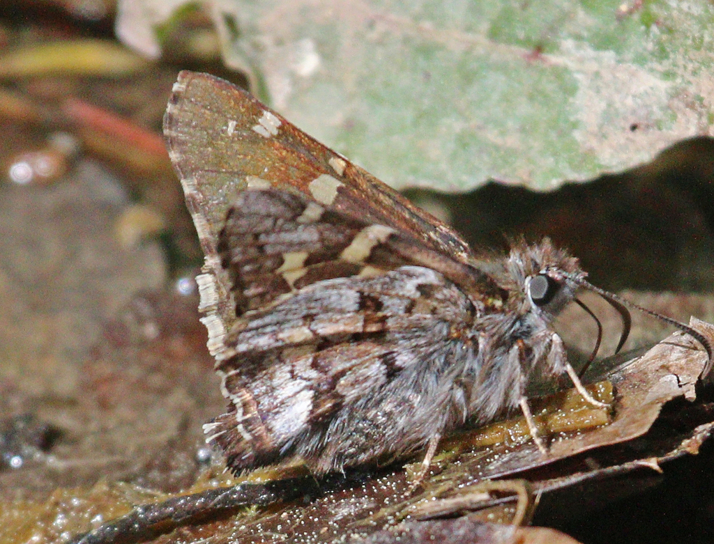 Saltarina de cola corta Mariposas Diurnas de Nuevo León iNaturalist