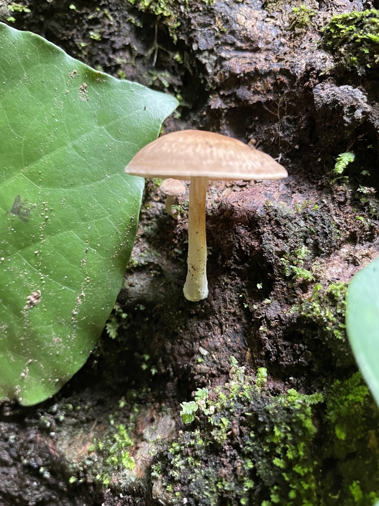 Common Gilled Mushrooms And Allies From North Island Auckland