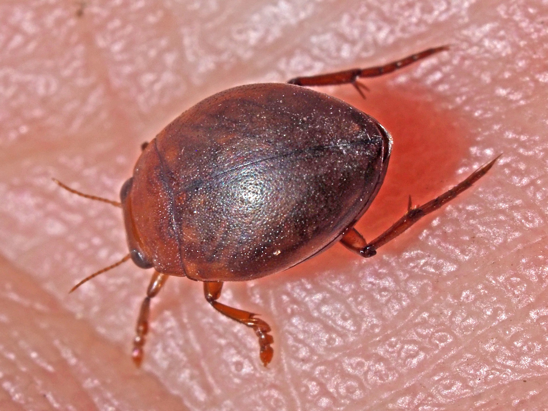 Hyphydrus Ovatus Linnaeus 1761