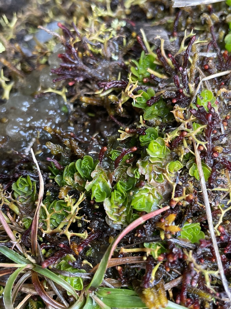 Treubia Tasmanica From Mount Field Derwent Valley Tasmania Australia