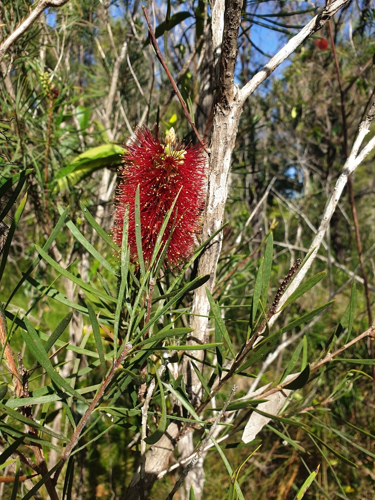 Wallum Bottlebrush From Toormina NSW 2452 Australia On December 19