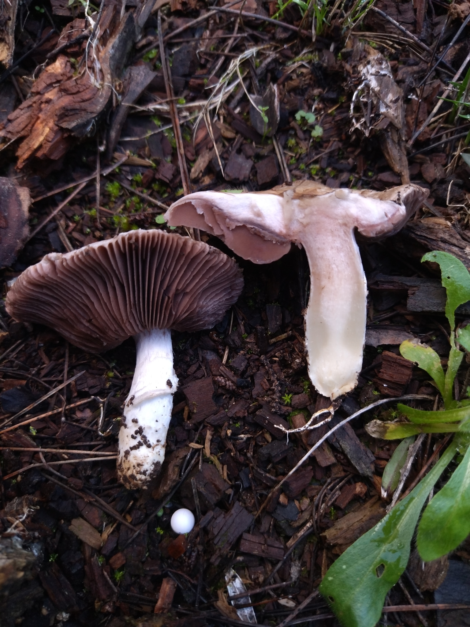 Agaricus Bresadolanus Bohus