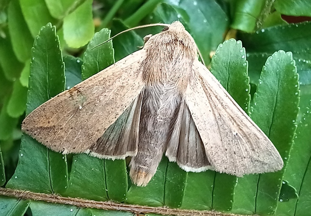 White Speck Moth From Escola Secund Ria Jos Gomes Ferreira On December