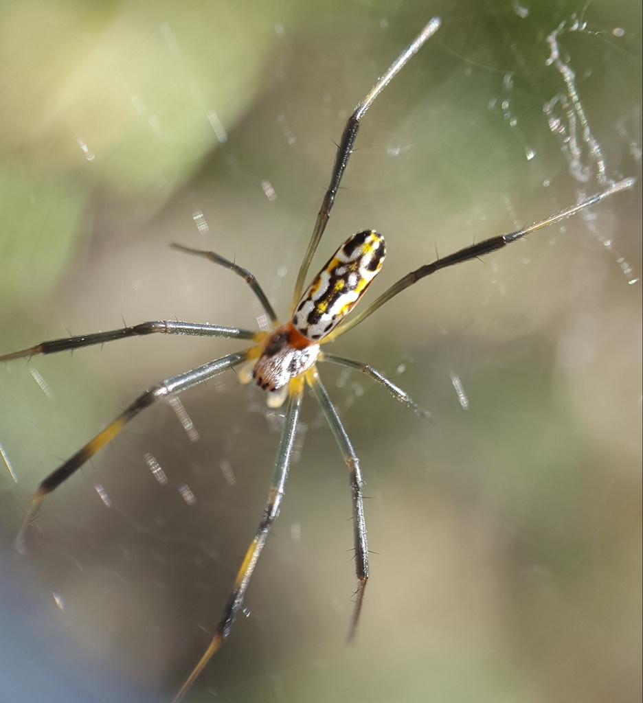 Redleg Orbweaver From La Possession R Union On December