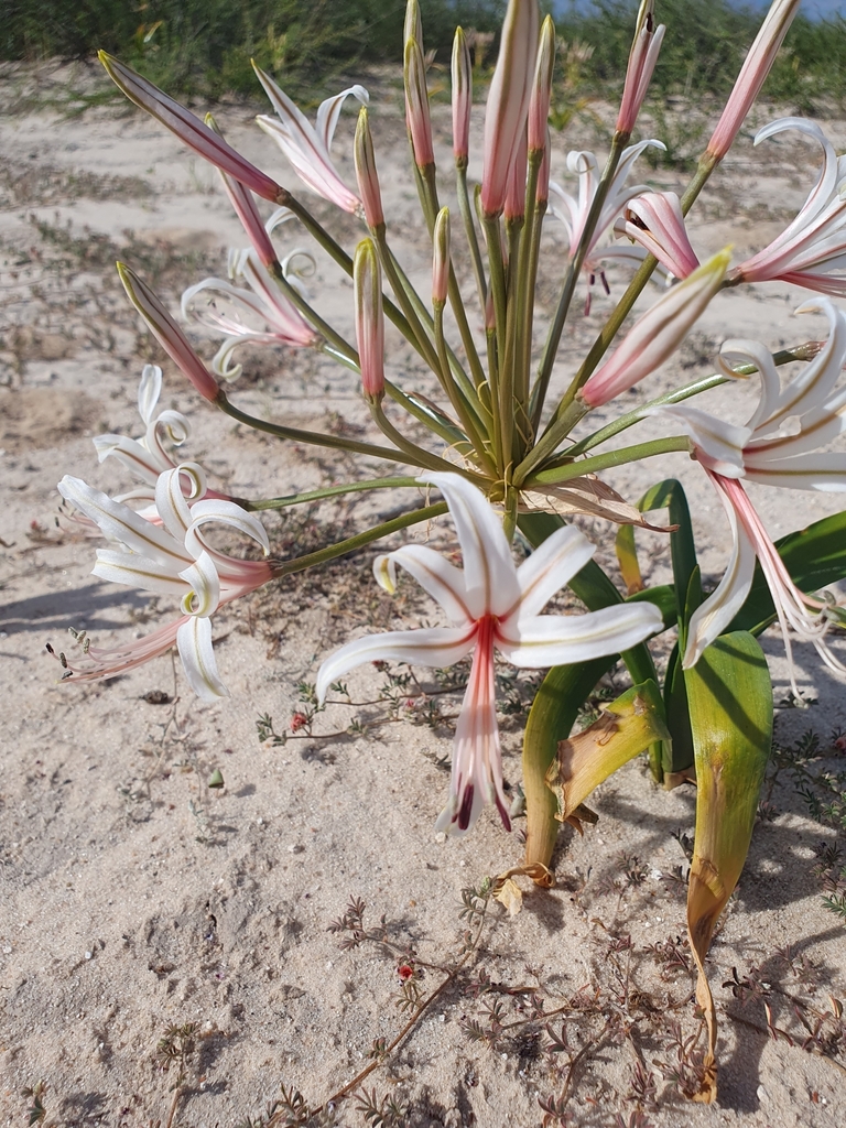 Vlei Nerine From Kgalagadi South Botsuana On December At