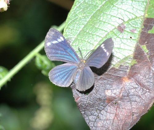 Mariposa Marcas De Metal De Banda Blanca Pheles Melanchroia