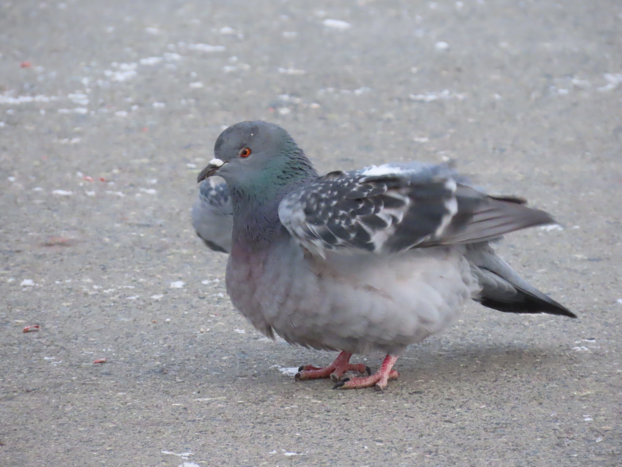 Columba Livia J F Gmelin