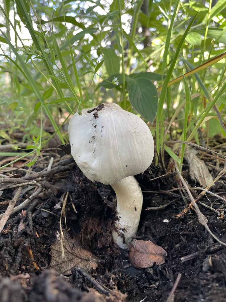 Agaricus Sect Xanthodermatei In August 2022 By Jonathan Frank