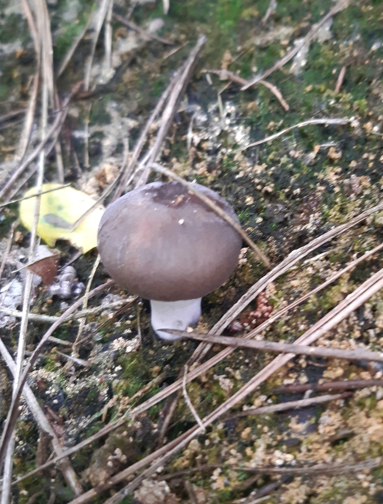 Common Gilled Mushrooms And Allies From Oakley Creek Waterfall On