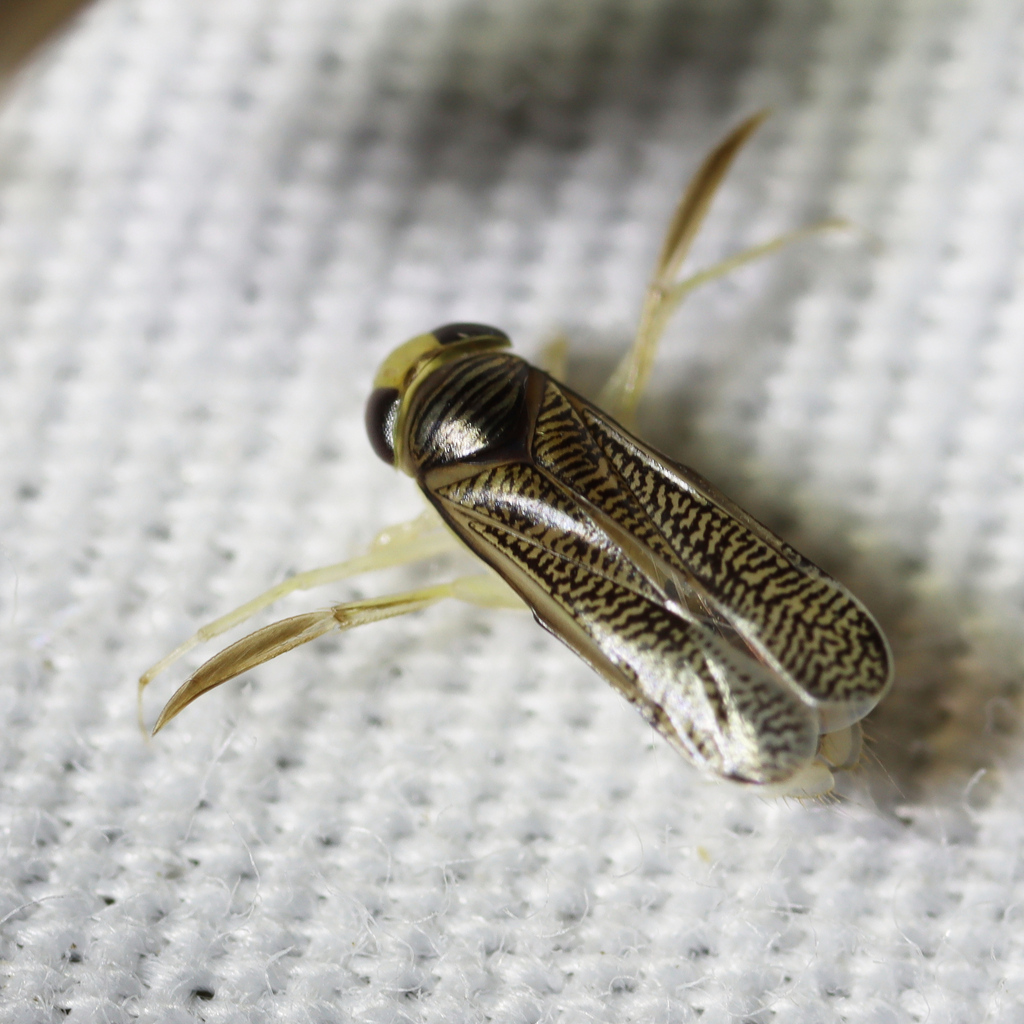 Trichocorixa From St Louis County MO USA On July 11 2022 At 11 22 PM