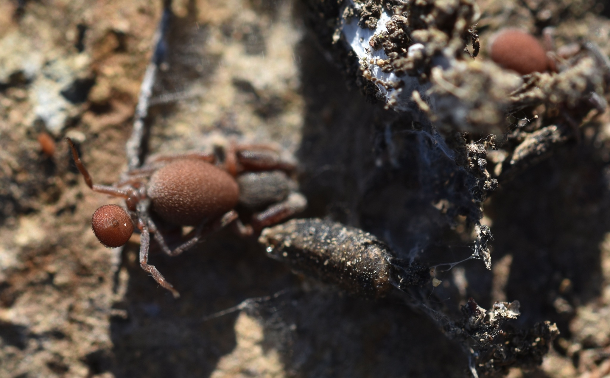 Palpimanus Gibbulus Dufour