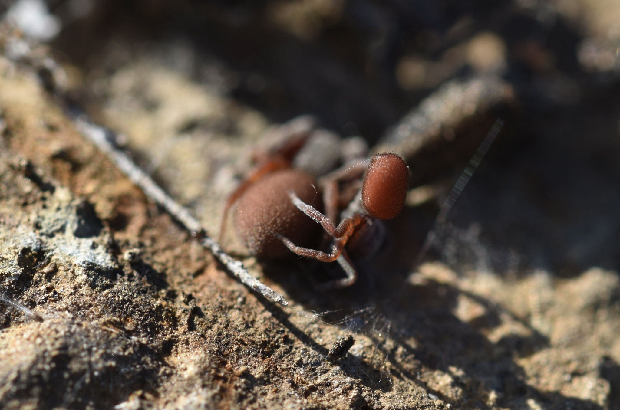 Palpimanus Gibbulus Dufour