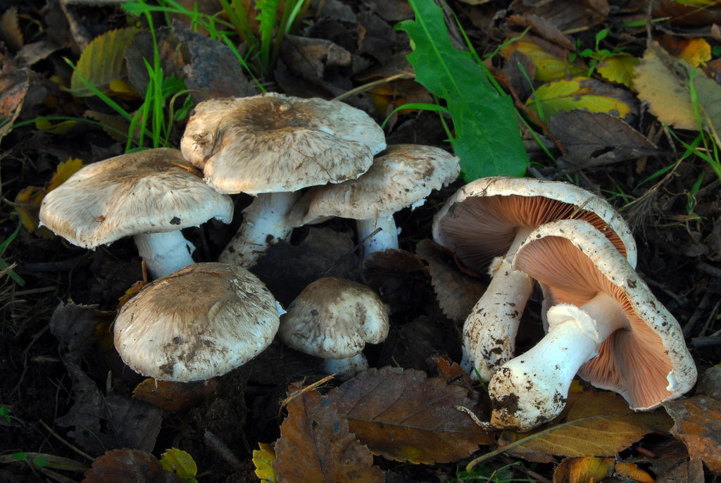 Agaricus Bresadolanus From Monza Mb On November At Pm