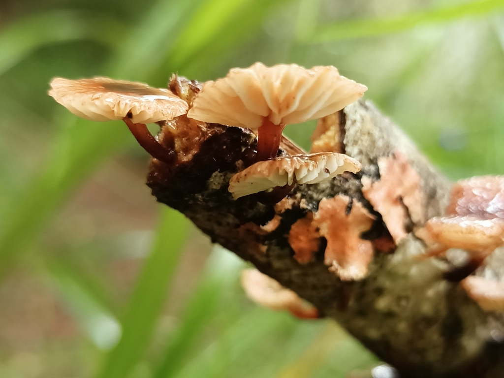 Common Gilled Mushrooms And Allies From Northland New Zealand On