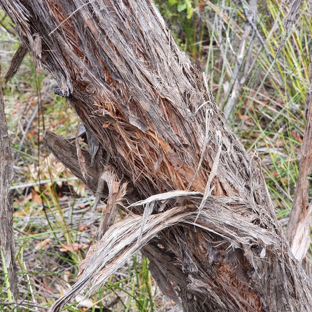 Brown Stringybark From 969W 8C Waratah Walking Track Ku Ring Gai Chase