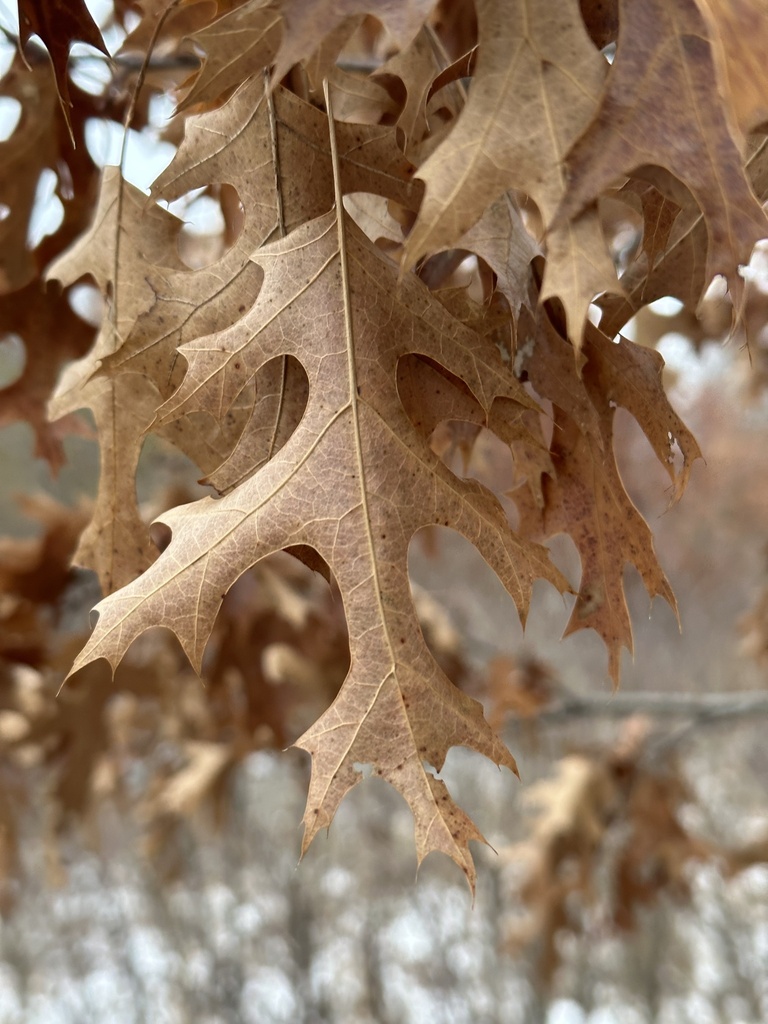 Northern Pin Oak From Rio Wi Us On January At Pm By