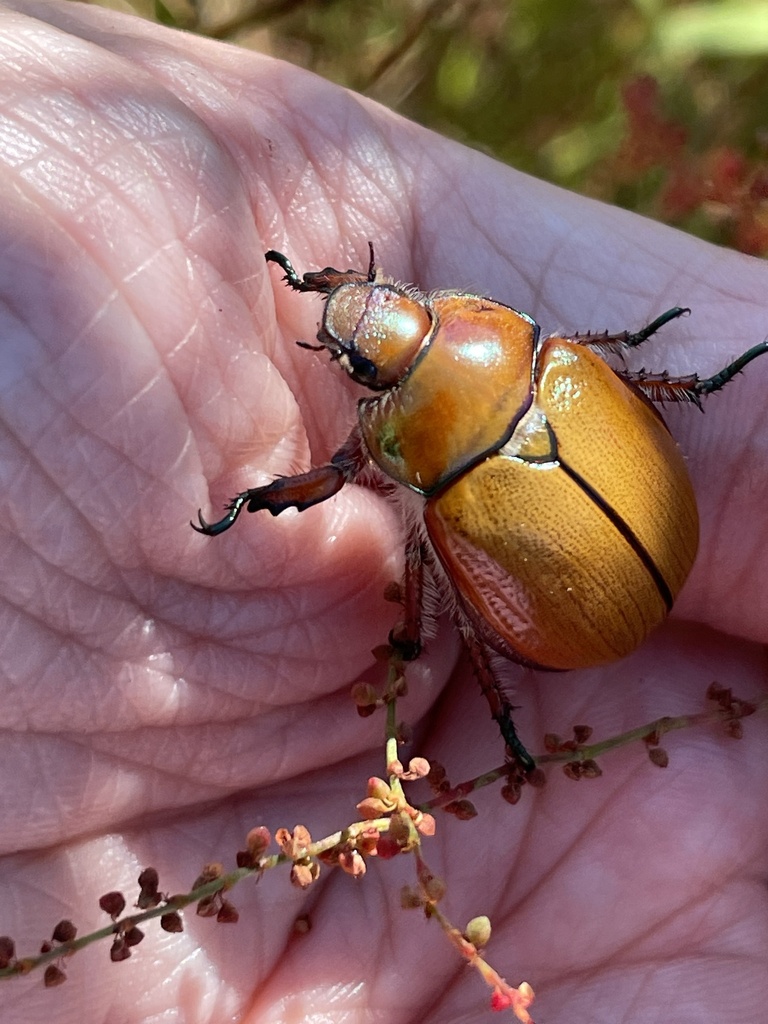 Anoplognathus Hirsutus From Mount Ainslie Nature Reserve Ainslie ACT