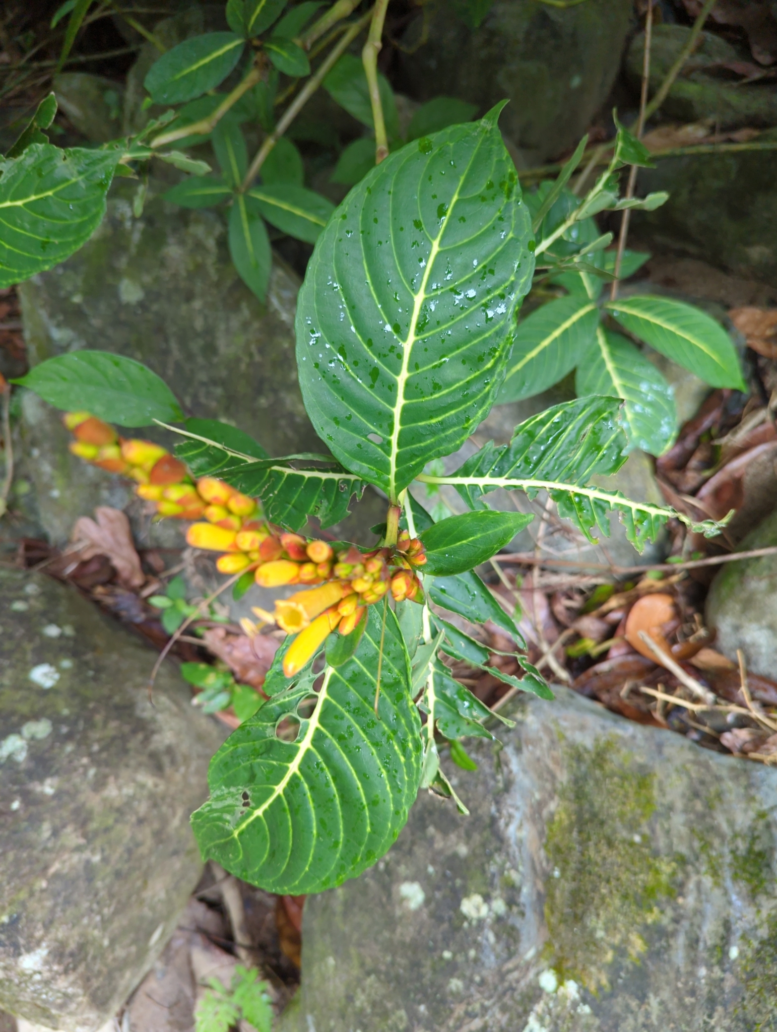 Sanchezia Parvibracteata Sprague Hutch