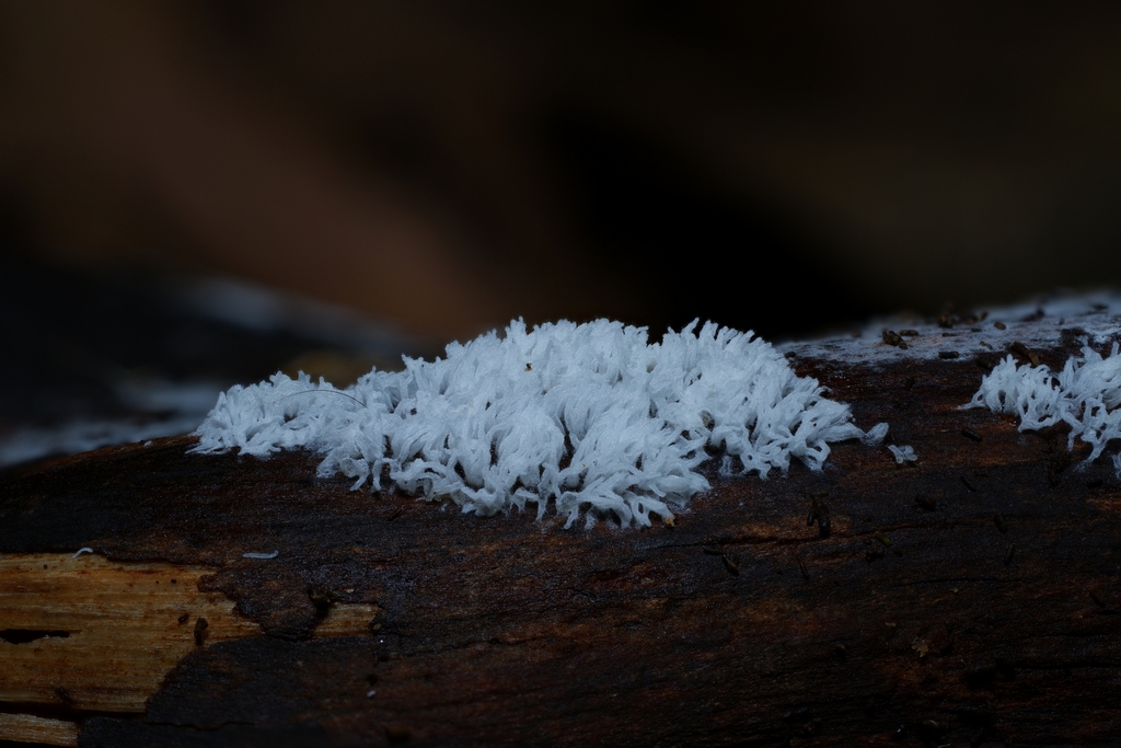 Honeycomb Coral Slime Mold from 112台灣台北市北投區紗帽山 on July 11 2022 at 03