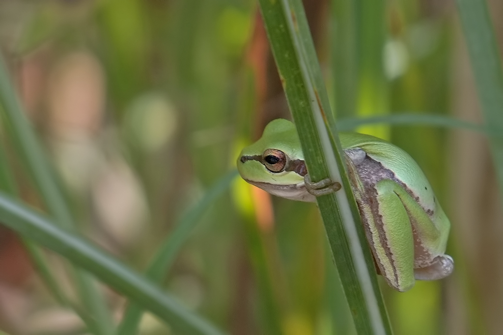 Lemon Yellow Tree Frog From Osmaniye Merkez Osmaniye T Rkiye On