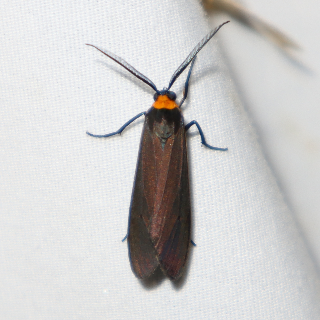 Yellow Collared Scape Moth From St Louis County MO USA On September