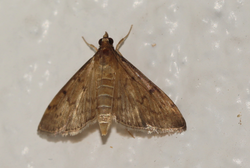 Grass Webworm Moth From Cairns Qld Australia On November At