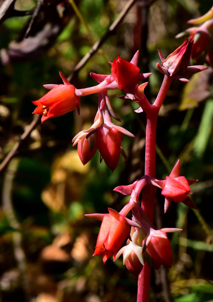 Echeveria Fulgens From Aporo Michoacan On October By Alan