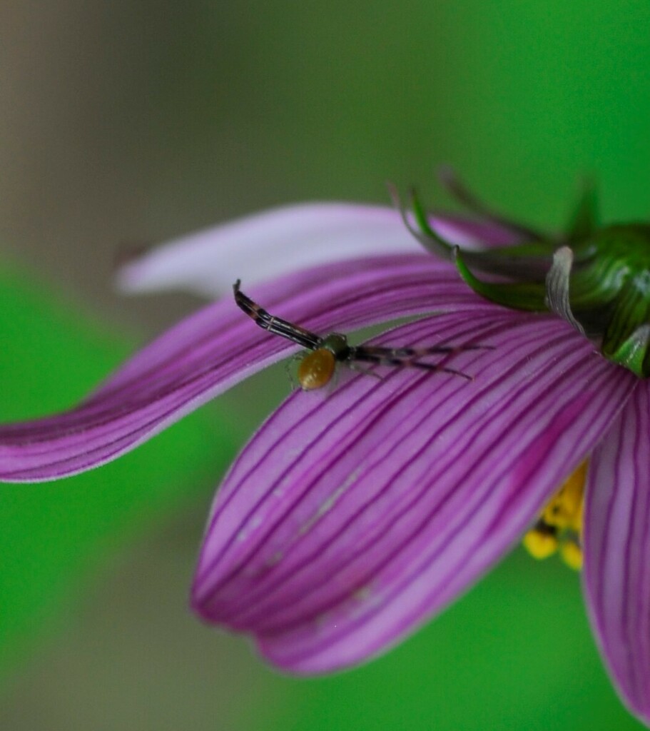 Crab Spiders from San Pablo Huitzo Oax México on July 11 2021 by