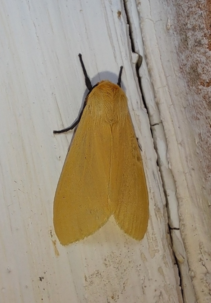 Yellow Winged Pareuchaetes Moth From Corpus Christi Tx Usa On