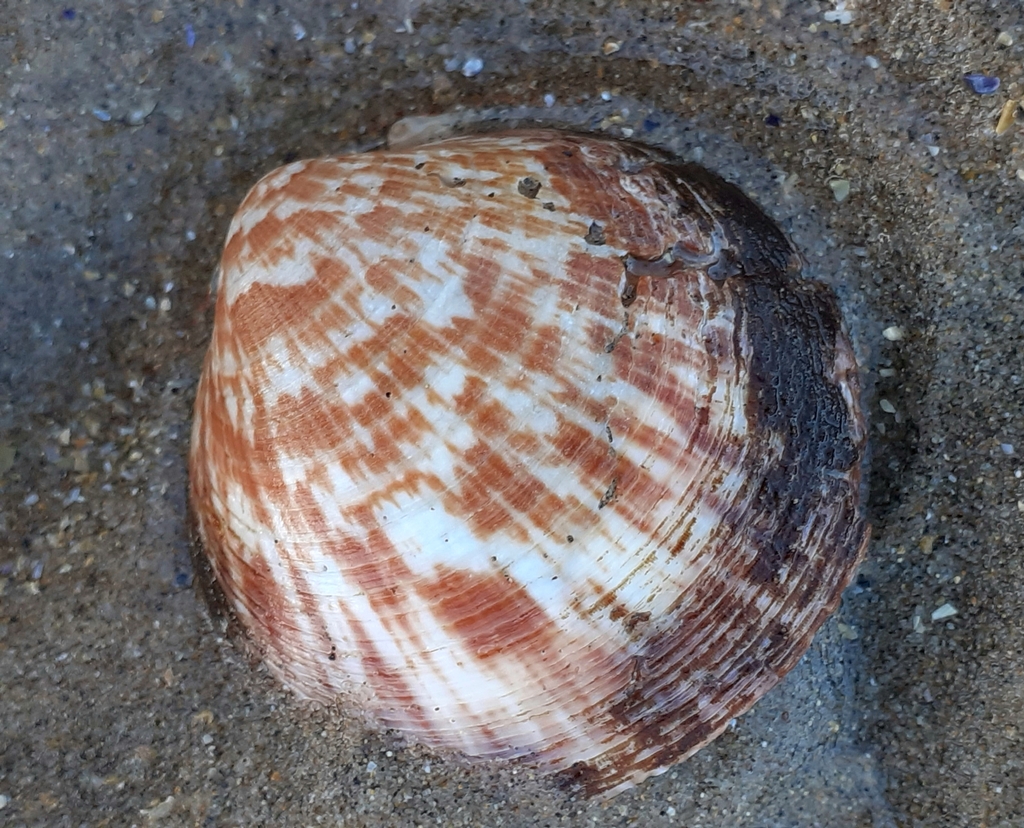 European Bittersweet Clam From Coleraine Northern Ireland Gb On