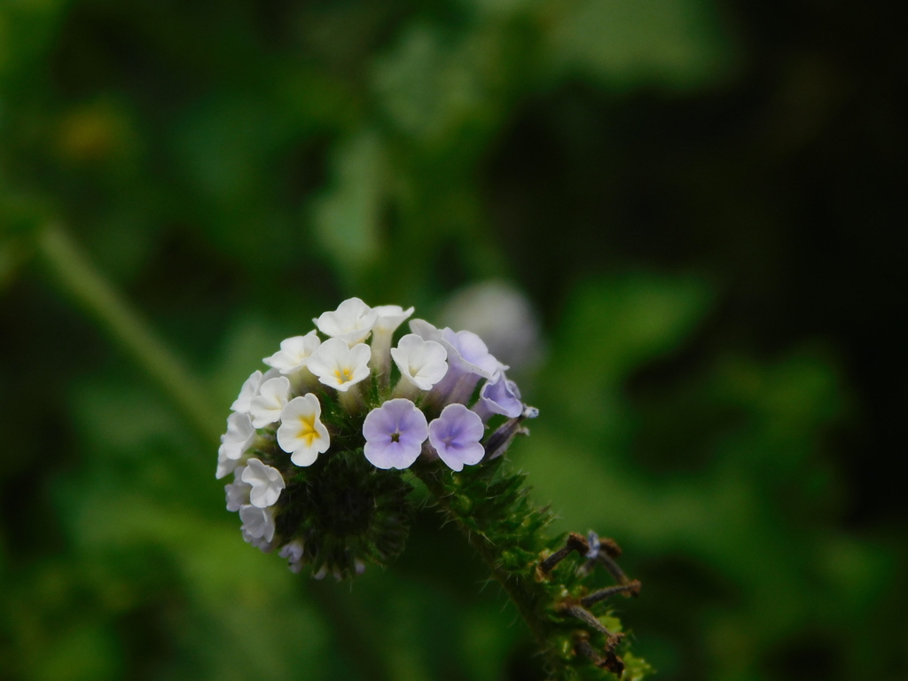 Indian Heliotrope From Rancaekek Bandung Regency West Java Indonesia