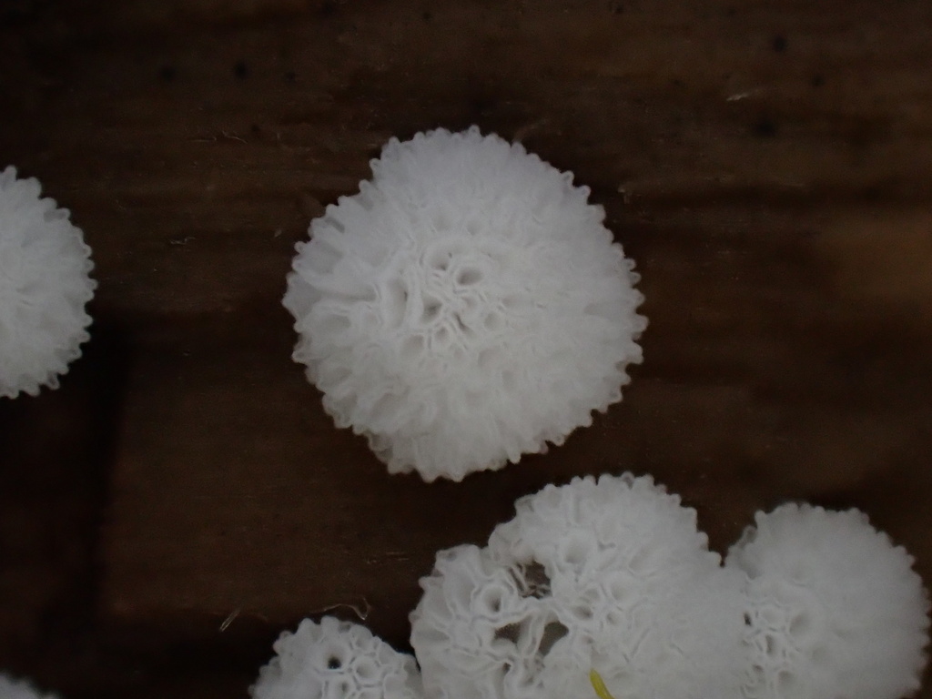 Honeycomb Coral Slime Mold From Tw On June At Am By