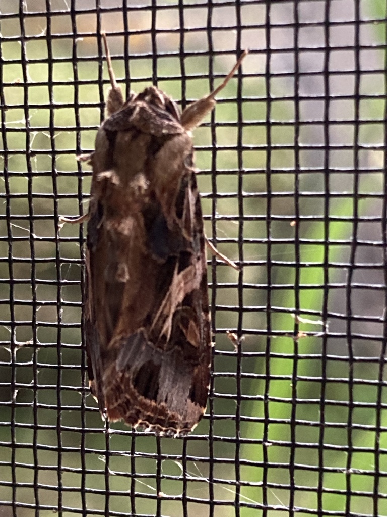 Oriental Leafworm Moth From Burraneer Rd Coomba Park Nsw Au On