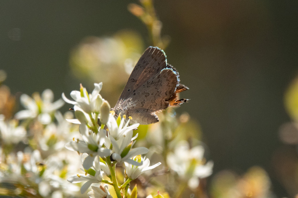 Eltham Copper Butterfly From Castlemaine VIC Australia On January 11