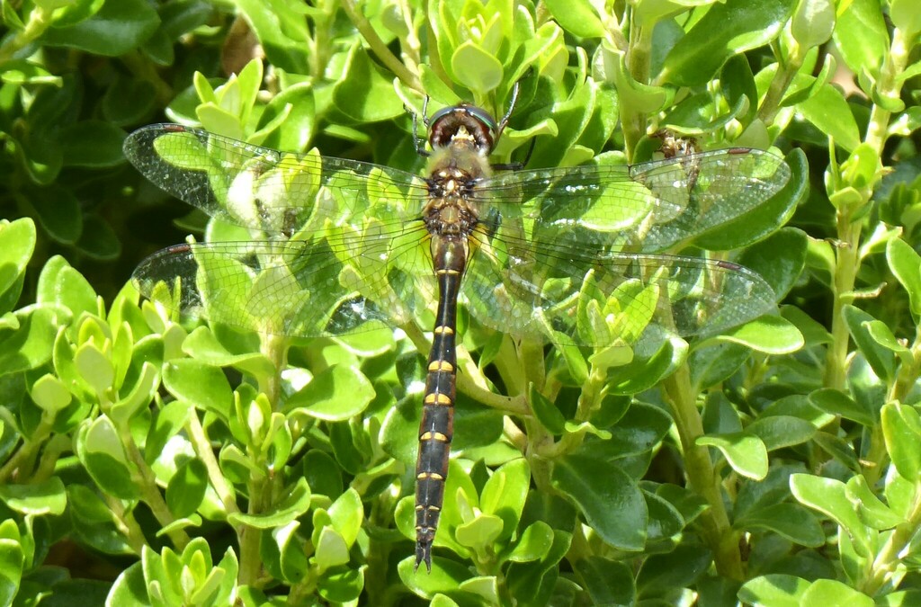 Smith S Dragonfly From Waikouaiti New Zealand On January 26 2023 At