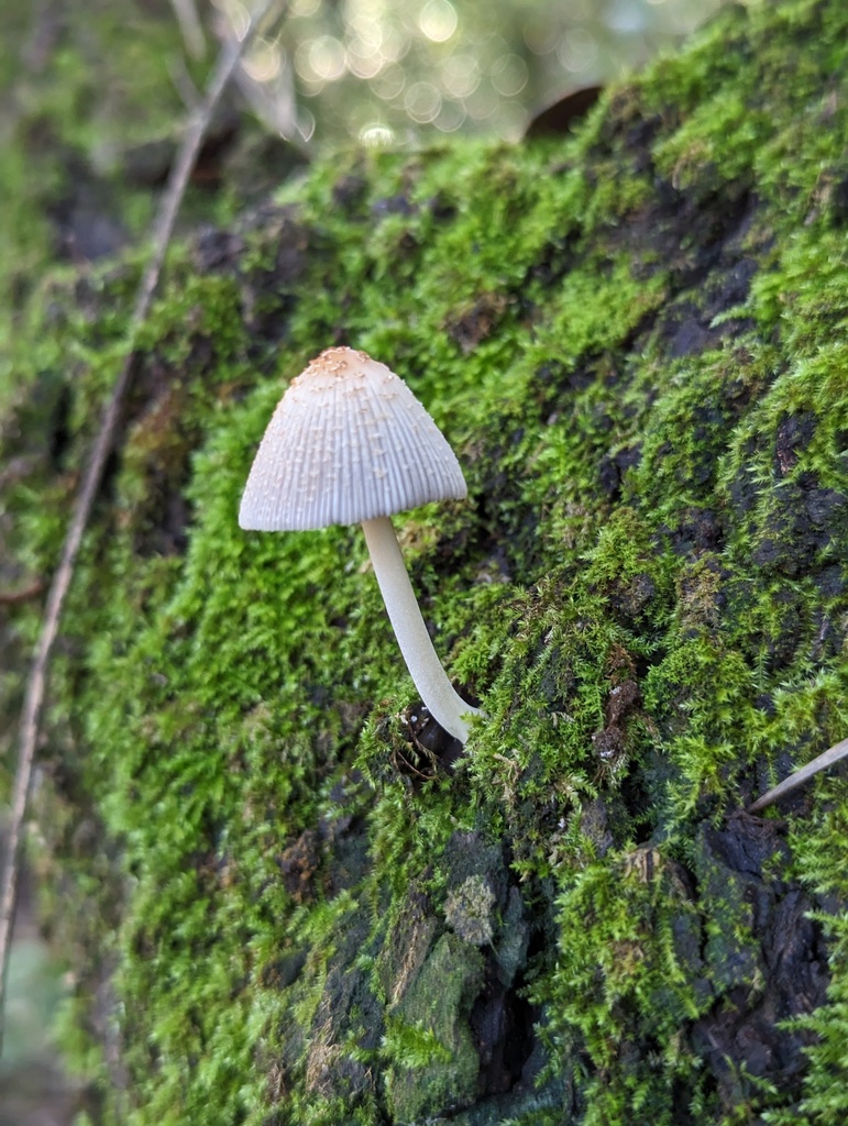 Coprinellus Sect Domestici From Lisbon Portugal On January