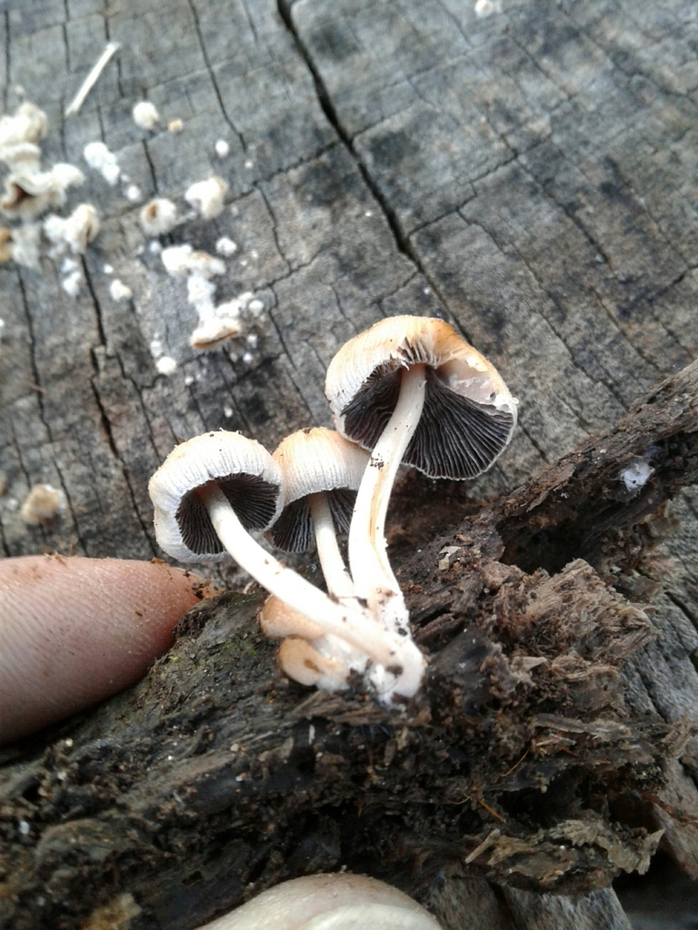 Coprinellus Sect Micacei From Lugar Da Junqueira Aptd 89 Valadares