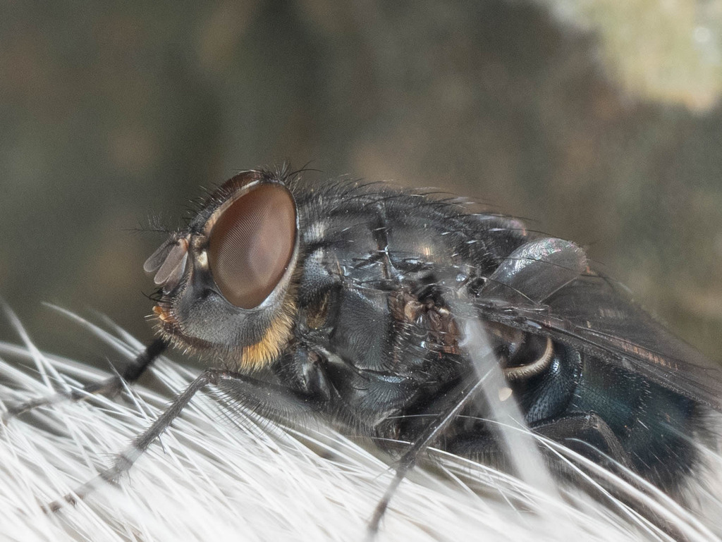 Orange Bearded Bluebottle Fly From On January At