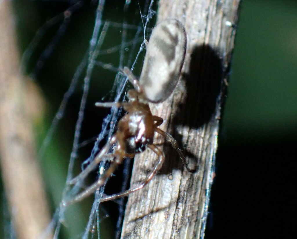 Paramatachia From Cabbage Tree Creek Vic Australia On January