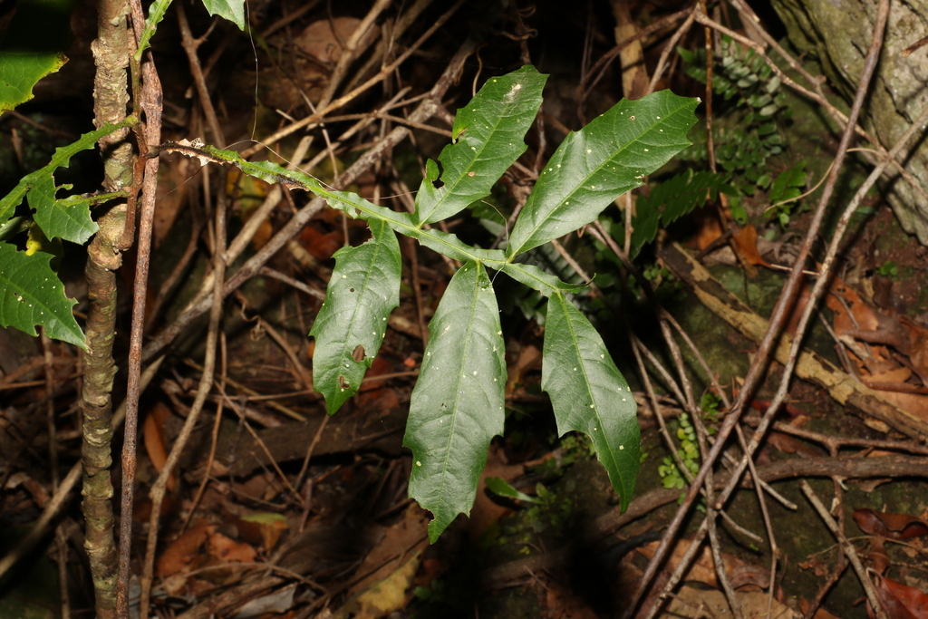 Harpullia Alata From Lamington Guanaba Springbrook Queensland